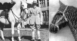 Jakie były dalsze losy wojskowych koni po I wojnie światowej? 