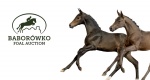 Katalog Baborówko Foal Auction 2026 