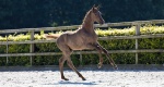 Prinsjesdag Foal Auction 2022: Aż 55 tys. euro za wnuka ogiera Diamond Hit