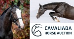 Cavaliada Horse Auction 2023: 14 rewelacyjnych młodych koni w katalogu