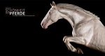 Die Schönheit der Pferde - niezwykły kalendarz na 2016 rok