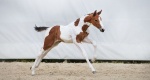 KR Horses 2023: Debiut aukcji stworzonej przez SK Kruszyńscy i Equinia
