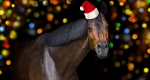 10 najpiękniejszych prezentów świątecznych dla miłośników koni