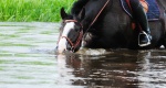 Poradnik: 5 zasad które pomogą koniowi przetrwać upał