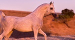 Niezwykłe konie: Emigrant (Ararat x Eukaliptus)