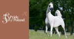 Pride of Poland & Summer Sale 2025: Katalog oferowanych koni 