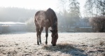 Weterynaria: Jak przygotować konia na nadejście zimy?