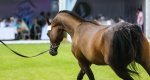 Summer Arabian Horse Sale 2021: Wyniki 