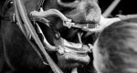 Weterynaria: Koń u dentysty