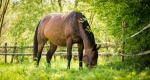Weterynaria: Syndrom metaboliczny u koni