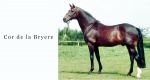 Niezwykłe konie: Cor de la Bryere (Rantzau x Lurioso) 