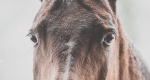 Weterynaria: Problemy okulistyczne u koni