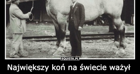 Największy koń na świecie ważył 1451 kilogramów i mierzył 198 centymetrów w kłębie! Miał na imię Brooklyn Supreme i był belgijskim ogierem zimnokrwistym