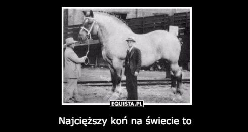 Najcięższy koń na świecie to wałach rasy Shire o imieniu Samson. Urodził się w 1846 roku w Anglii w miejscowości Bedfordshire. Ten koń ważył 3360 funtów czyli 1520 kg, i mierzył 2,2 m w kłębie. 