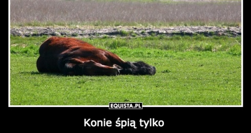 Konie śpią tylko dwie do trzech godzin dziennie. Kładą się tylko wtedy, kiedy czują się bezpiecznie :) 
