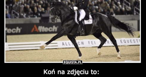 Koń na zdjęciu to: najbardziej znany koń dresażowy na świecie Totilas! To ogier rasy KWPN, koń który osiągnął najwyższe noty 92,3%, do niedawna niepokonany.